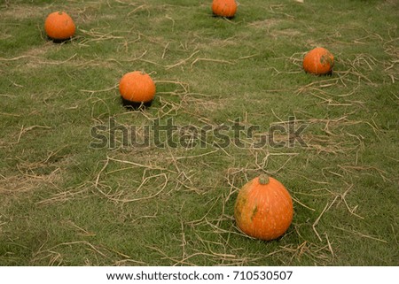 Row of Pumpkins Displayed on Grass Field