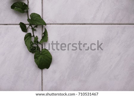 green branch on  tile