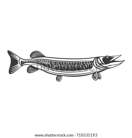 Vector Of Muskie Fish In Black And White