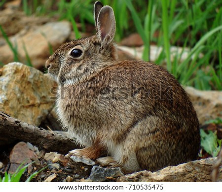 A curious Eastern Cottontail rabbit watches me curiously as I take photos of him sitting on the rocks beside a small footpath hiking trail in Little Rock, Arkansas on a bright Spring day.
