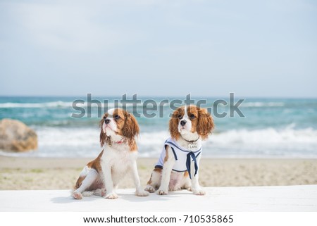 The Dogs sailors on the beach