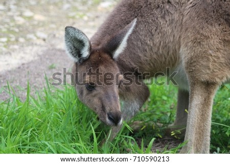 Portrait of a cute Western grey kangaroo