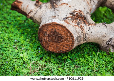 Chopped wood, tree trunk texture