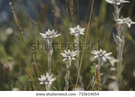 Edelweiss - alpine flowers. Wild mountain nature