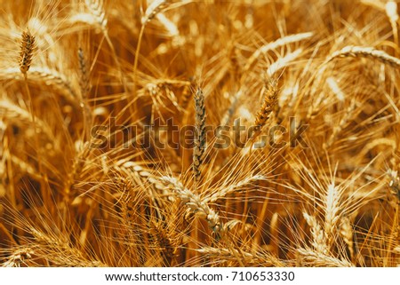Ears of golden wheat on field. Beautiful nature landscape rural. Concept rich harvest.