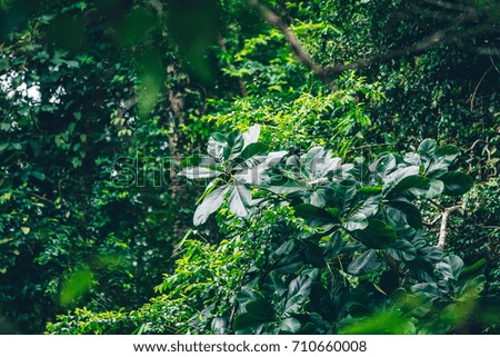 Dark green leaves in the forest