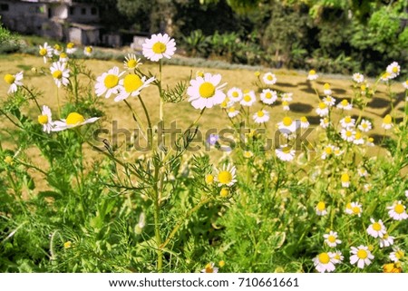 The flower garden, blooming flower is white color and the center is yellow, warm light in the morning sunshine day, good weather in a holiday