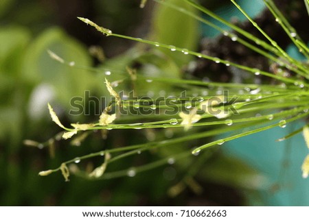 Night Light Photography of tropical plant tree with strange leaf and branch after rain water drop, close up selective focus