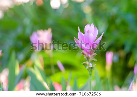 a front selective focus picture of pink thai tulip flower in park.