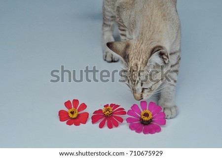 cat playing colourful flower.