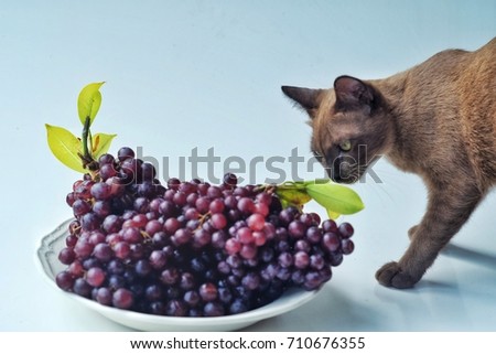  cat stand beside the grape dish on a white background.