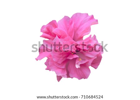 Pink flower isolate with clipping path