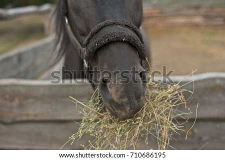 A closeup picture of a horse muzzle chewing on hay. 