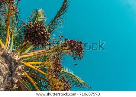 Date palm tree with fruits in the blue sky background. Rich tropic colors. Exotic texture. Copy space.