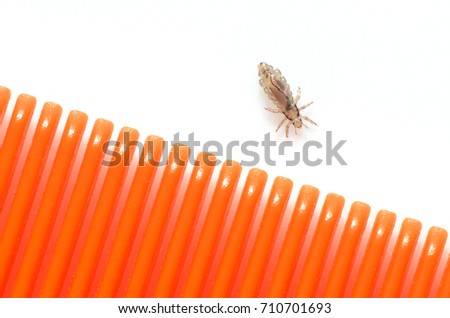 A louse on a white background next to a hairbrush for combing insects from the hair