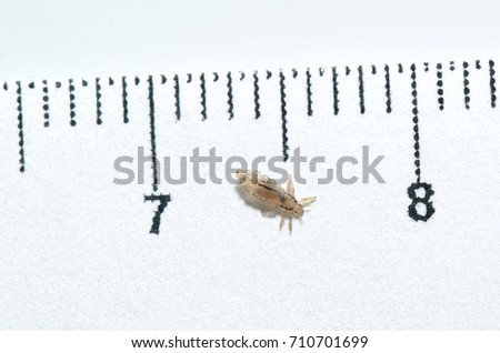 Head louse on a white background next to a ruler with centimeter