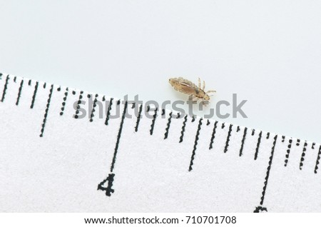 Head louse on a white background next to a ruler with centimeter