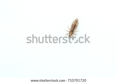 Head louse on a white background closeup macro photo