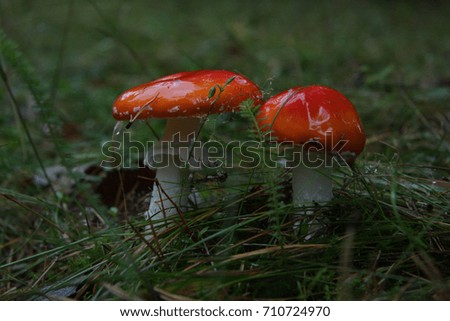 Two beautiful red mushrooms in autumn forest. Wet green grass, smooth shiny mushroom hats.
