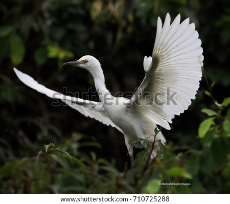 Snowy white beautiful sub adult egret full wing position