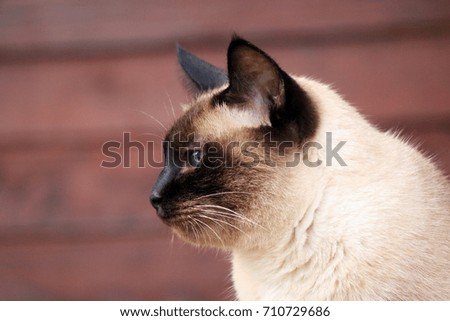 Portrait of beautiful siamese male cat with blue eyes and black ears up,left side view