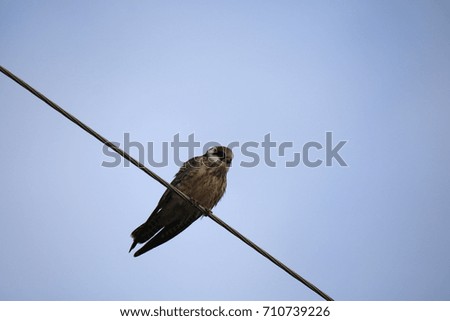 Kestrel sits on a wire,picture made in Taldom,Moscow region,Russia
