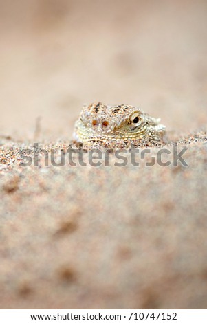 Phrynocephalus mystaceus.
Phrynocephalus mystaceus is a species of agamid lizard.
