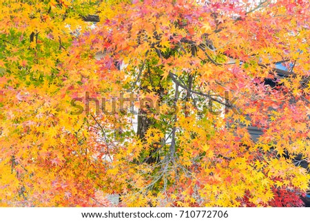 Beautiful maple leave natural color on the tree when the leaves change colorful on every November