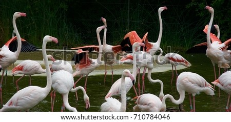  Flamingos (5th)