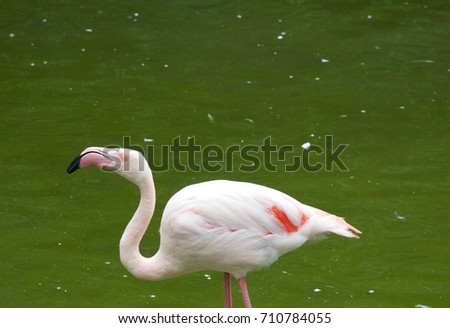 Flamingo (3rd)