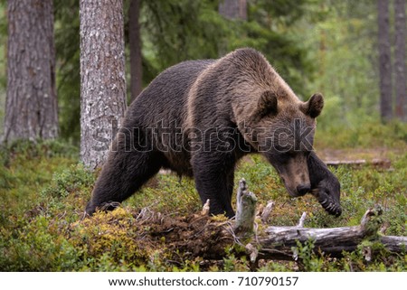 BROWN BEAR IN TAIGA FOREST