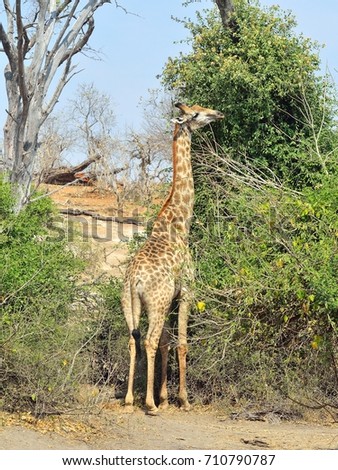 Giraff in Chobe National Park, Botswana