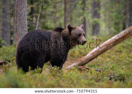 BROWN BEAR IN TAIGA FOREST