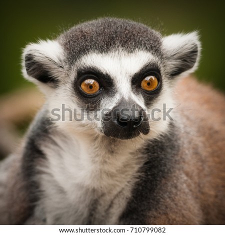 The ring-tailed lemur, Lemur catta. Portrait of a primate with long, black and white ringed tail and orange yellow eyes. Close up Picture of Lemur catta.
