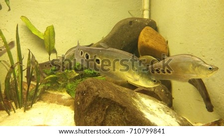 Fish in aquarium.