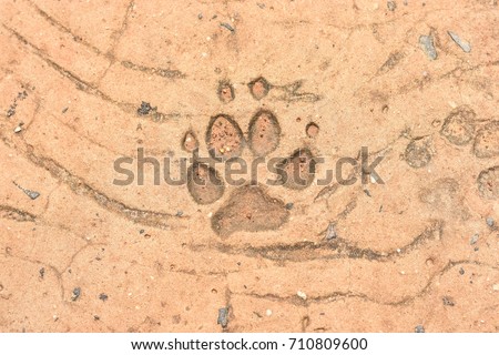 Dog trails on wet concrete floor
