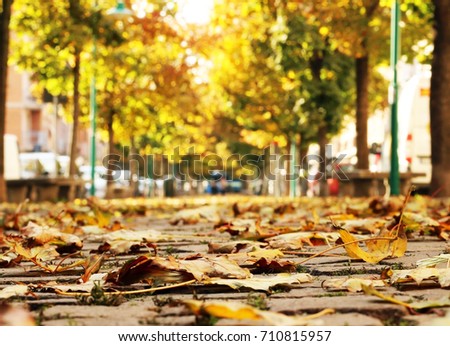 Autumn leaves on the pedestrian passage with trees which disappearing in blurry perspective