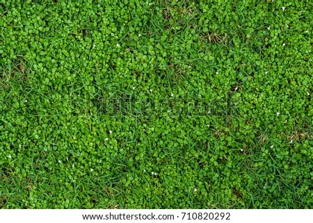Background of grass
