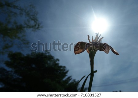 Ant's eye view, Rain Lily flower blossom in nature garden, bamboo leaf is backdrop, with lens flare.