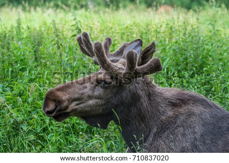 Picture of Moose lying on the grass