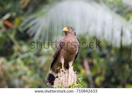 Closeup Crested serpent-eagle (Spilornis cheela), uprisen angle view, front shot, standing on stump of the old tree for resting under the fresh sunny in the nature of rainforest, southern Thailand.