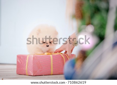 A charming puppy with a gift box. Cute picture. Love of a little dog. Breed Pomeranian puppy.
