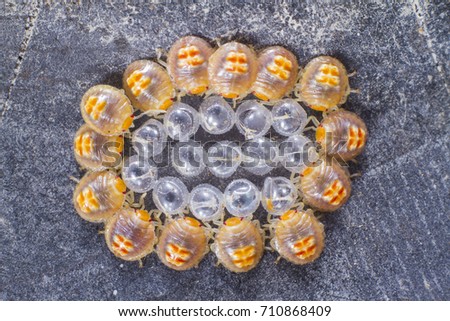 bedbugs recently hatched next to their shells