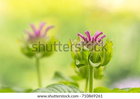 Beautiful unusual pink flowers on a green blurred background. Selective soft focus
