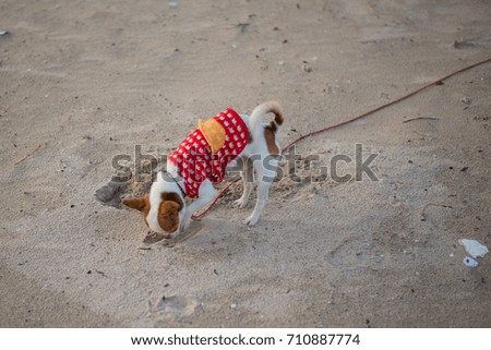 Chihuahua dog with red shirt on Songkhla beach