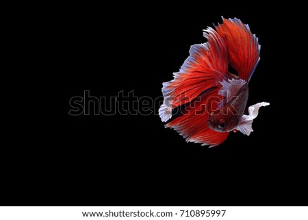 Capture the moving moment of white siamese fighting fish isolated on black background, Betta splendens,