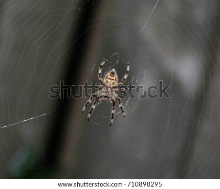 A ventral view of a Garden Orb Web Spider (Eriophora Transmarina) in Brisbane, Australia.  