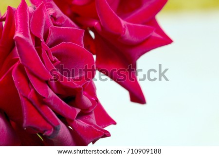 beautiful red rose bud as an element of decorative art