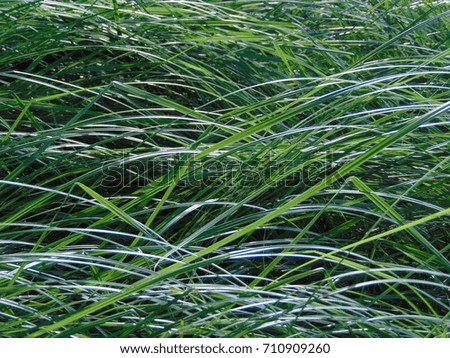 macro photo with a decorative background texture of grass in a lush green colors as the source for design, advertising, print, poster, decoration, photo shop, pictures, download