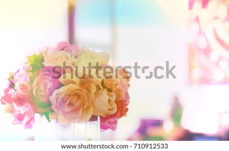 Colorful spring flower rose for background,soft focus,postcard